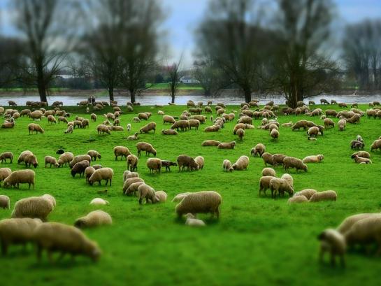 Schapen zonder herder